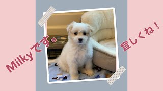 仔犬を飼い始めました。名前はMilky。宜しくね！オレゴン州ポートランドから愛を込めて、アロマセラピーのある暮らし。