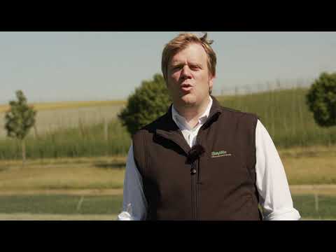 Weiße Lupine – eine alte Kultur mit neuer Perspektive?