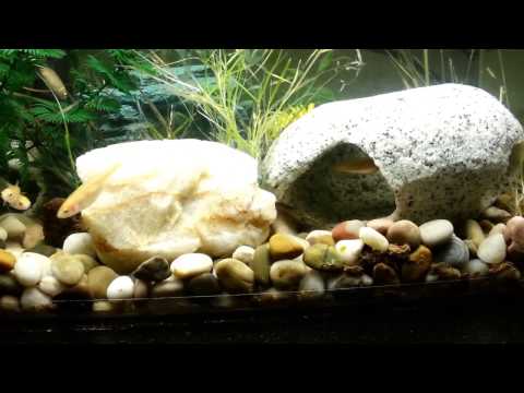 Rosy red minnows in old Galaxy5 setup