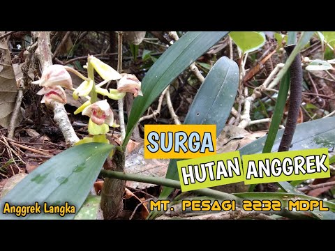 , title : 'HUTAN SURGA ANGGREK | ANGGREK LANGKA'