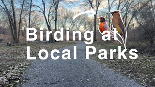 Finding SO MANY Robins and More While Birding at Some Parks