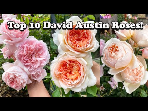 Top 10 David Austin Rose 2024!