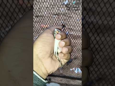 My finch baby has grown up! 🐦✨#birds#animalshorts