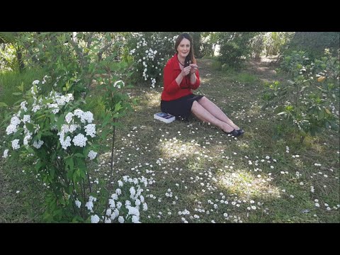 Vitrina e librit/ Pusulla të verdha- Vera Bekteshi