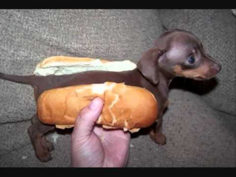 Deadmau5 vs Pendulum - SOFX Needs An Island (Endangered Dance Master Mix)