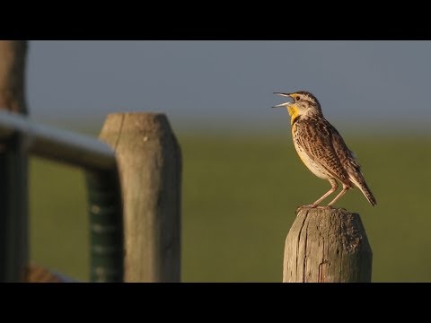 image-Where do meadowlarks live?