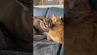 Download lagu The caracal falling in love#animals #caracal #pets #love #shorts mp3