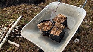 Malina Czarna - sadzimy