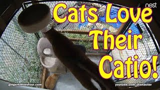 Cats Love Their Catio!