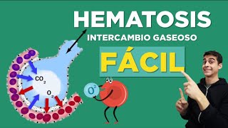 Qué es HEMATOSIS / Intercambio Gaseoso?? ✅ [FÁCIL]