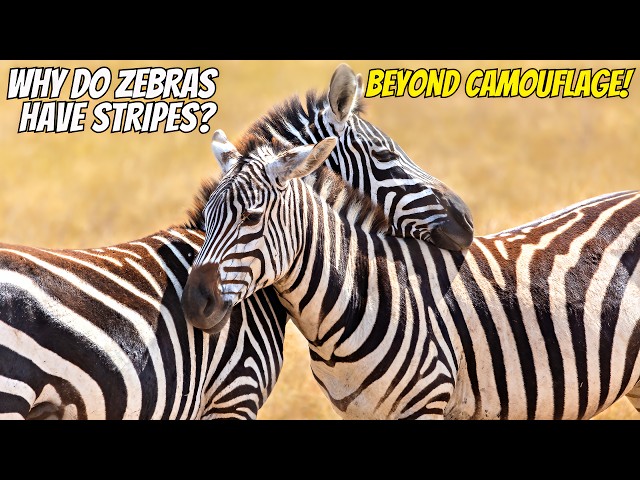 Vídeo relacionado con por que se rayo la cebra?/ Why Do Zebras Wear a Prison Uniform?: Y otras Armas Curiosas Que Tienen Los Animales Para No Ser Devorados/ And other ... not be devoured (Que Bestias! / What Beasts!)