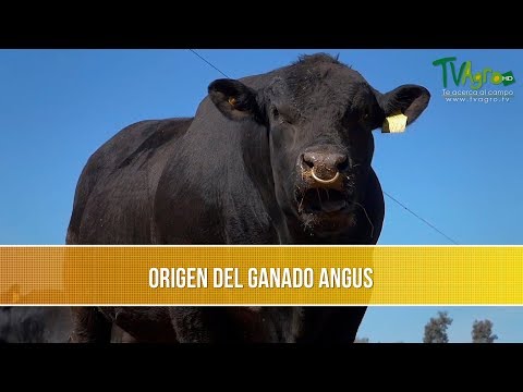 , title : 'Origen del Ganado Angus - TvAgro por Juan Gonzalo Angel Restrepo'