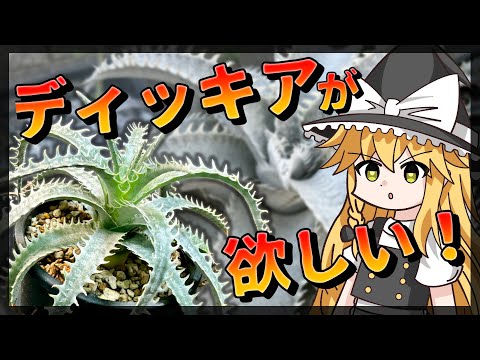 園芸 ボンバルディアの木、デビルウッド、悪魔のペット、イルカの木、アンティル諸島の砂時計