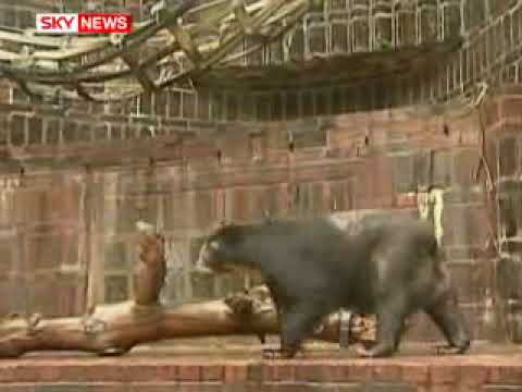 Brrr  Bald Bears Baffle Boffins