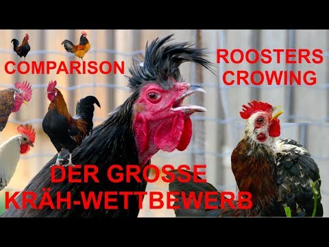 ROOSTERS CROWING COMPARISON with 15 different breeds - Kräh-Wettbewerb der Hähne - GALOO CANTANDO