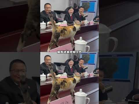 人类：我要统治世界，小猫：我要统治人类#猫猫 #可爱 #萌宠