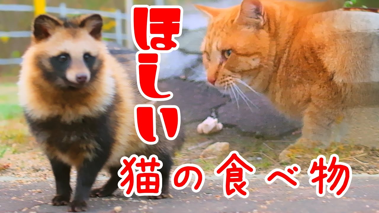 臆病たぬきでも、猫の食べ物が欲しい！！猫の食事に参加したいタヌキ