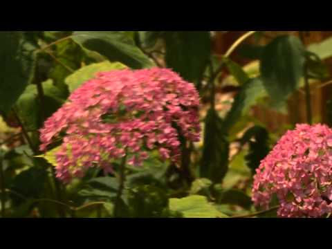 download lagu mp3 mp4 Bella Anna Hydrangea Care, download lagu Bella Anna Hydrangea Care gratis, unduh video klip Bella Anna Hydrangea Care