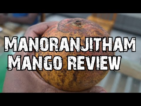 Manoranjitham Mango Review