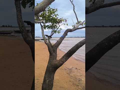 PUERTO CUBA, La Mejía, Caimito, Sucre.