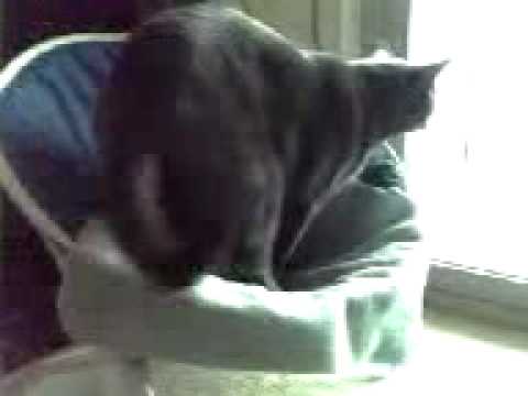 Cat Video - Cell Phone Test
