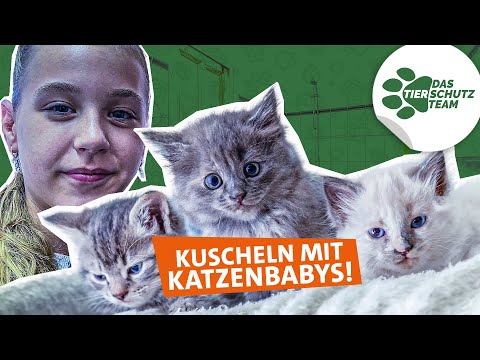 Hilfe für Straßenkatzen | Das Tierschutzteam
