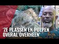 Aantal rattenmeldingen meer dan verdubbeld