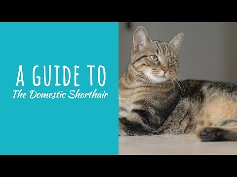 A Guide To The Domestic Shorthair