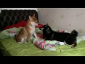 2 Shiba Girl Love