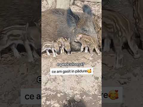 uitați  ce am gasit in padure 😲😲 e periculoasa? #romania #wildlife #wildboar #animale #fyp #wild