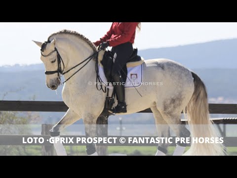 LOTO -TOP DRESSAGE PROSPECT FOR GPRIX - FANTASTIC PRE HORSES