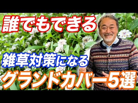 グランドカバー植物カントリーパーク