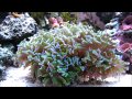 Hammer Coral - Feeding Response - YouTube