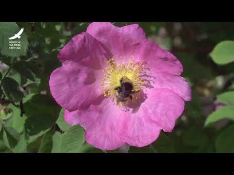 Jans Tierleben: Folge 14 – Hummeln