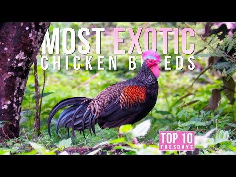 Top 10 Most EXOTIC Chicken Breeds | Top 10 Tuesdays Video