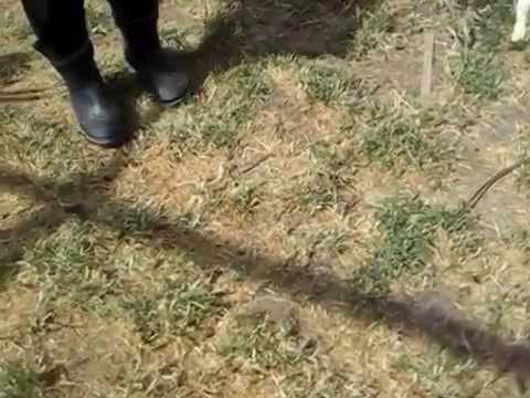 Scooby Maggio 2014_Celestino cat test