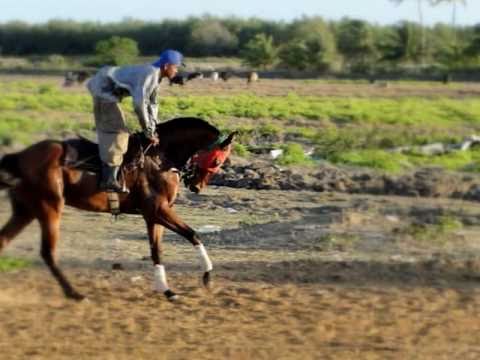 Jumbo Jet Stables