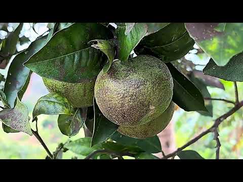 Você gostaria de morar aqui em bananeiras então venha morar comigo kkkkk Paraíba 