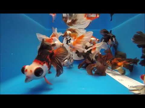 KOI 13 | Teleskop Mix | 12/2023