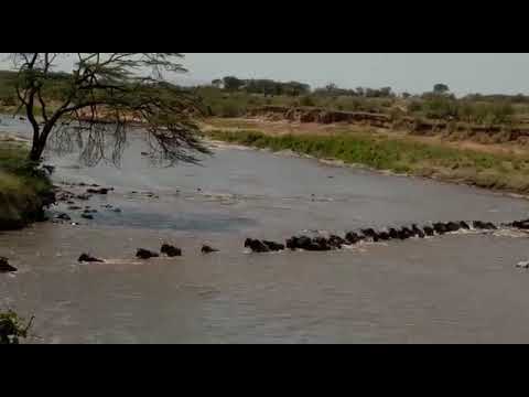 Tanzania Safari