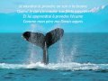 Le dauphin tri yann.wmv 