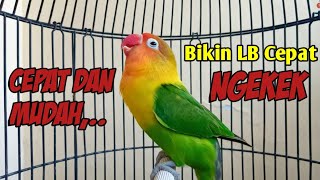 Download lagu LOVEBIRD GACOR DOR,.! SUARANYA PALING CEPAT DAN MUDAH MEMANCING LOVEBIRD AGAR NGEKEK PANJANG mp3