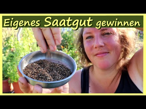 Eigenes Saatgut ernten aus dem Garten │ Saatgut