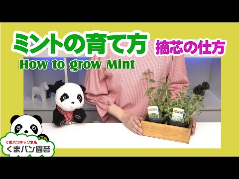 鉢植えのグリーンハーブの手入れ方法
