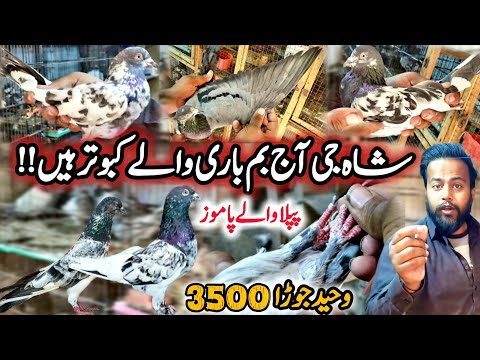 Kabootar Jora 3500 Khobsurat Collection 🔥 || 0370-936-7815 || Pipla Waly"chat waly"shiekhu waly" 💯