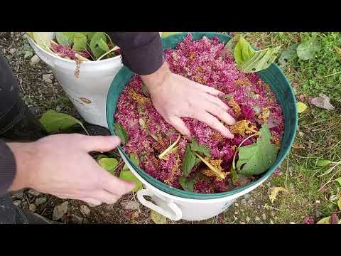 Harvesting Amaranth As A Grain