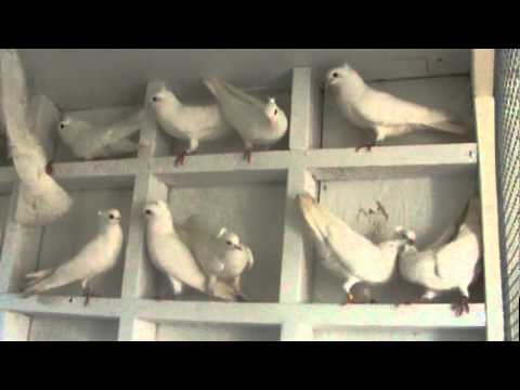 Serbian Highflyers/Srpski Visokoletaci - Bijeli Golubovi (Beazi) Samir Tihic Tice Bijeljinac