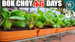 How to Plant Bok Choy in Container at Home