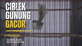 Download lagu cigun ngamuk gacor suara ngalas piyek piyek mp3