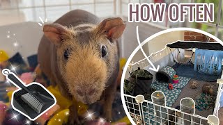 How Often Should I Clean My Guinea Pigs’ Cage?